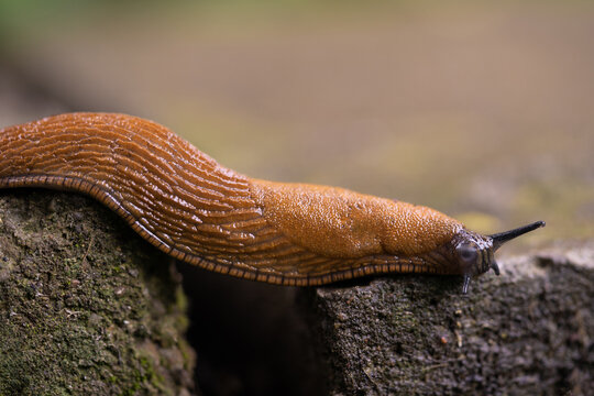 close-up of a Spanish snail (Arion vulgaris) outdoors