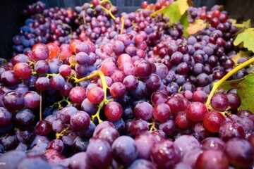 close-up shot of ripe grapes prior to crushing process