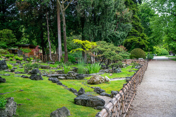 Japanese garden in Vienna:with Japanese maple and topiary pine tree and garden  path in Botanical garden o