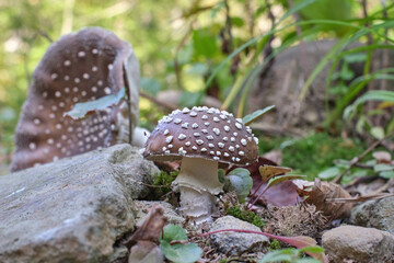 Poisonous mushroom Amanita pantherina close-up in the autumn forest