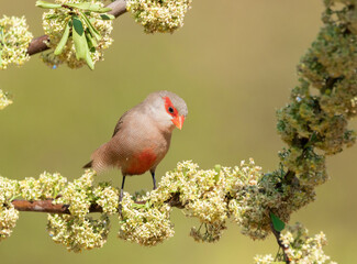 Common waxbill perching on a beautiful tree.