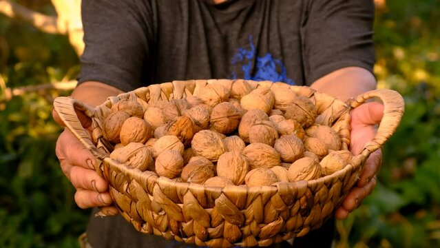 Grandmother harvests walnuts in the garden. Selective focus.