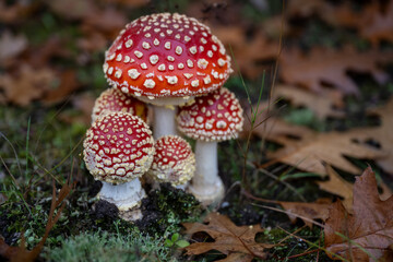 Fliegenpilze in ihrer vollen Schönheit