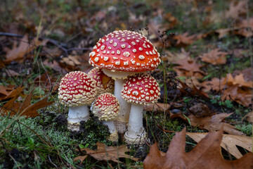 Fliegenpilze in ihrer vollen Schönheit