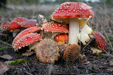 Fliegenpilze in ihrer vollen Schönheit