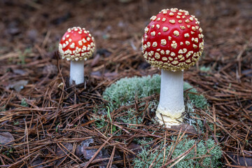 Fliegenpilze in ihrer vollen Schönheit