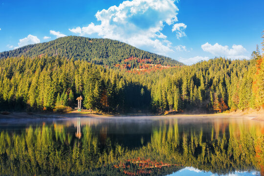 coniferous forest by the lake. beautiful mountainous landscape on a sunny day in autumn