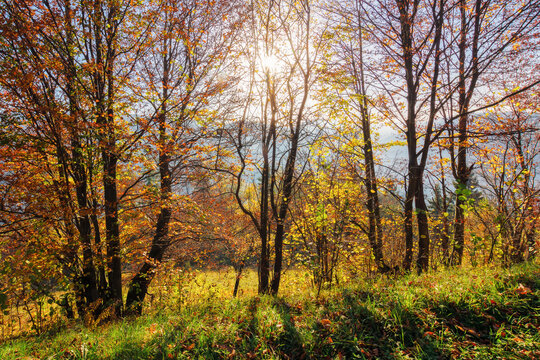 scenic backlit scenery in the forest. nature background in fall season. foliage in autumn colors