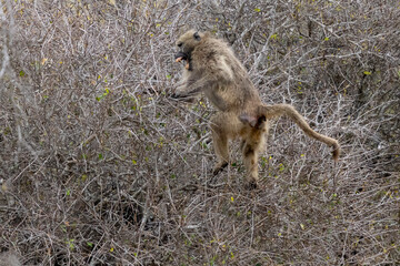 Angreifender Bärenpavian im Krüger Nationalpark