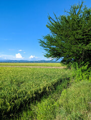Scenery in Rizal, Nueva Ecija - vast rice fields with the mountains of the Sierra Madre in the background.