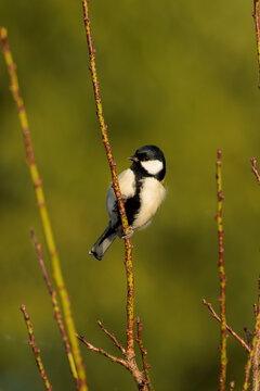 Japanese tit(Parus minor)