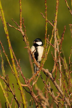 Japanese tit(Parus minor)