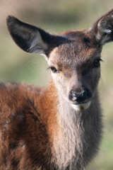 Red Deer