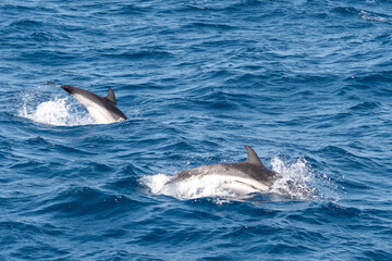 Wale in der Straße von Gibraltar