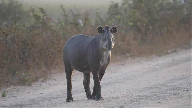 shy and elusive south american tapir, tapirus terrestris, walking on the Transpantaneira gravel road towards Porto Jofre in the biggest swamp area of the world in the eraly morning sunlight.