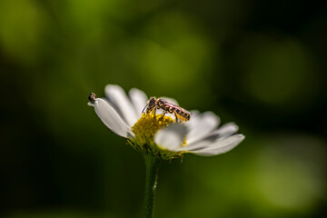 flowers and bees