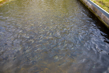 fish farm with water surface