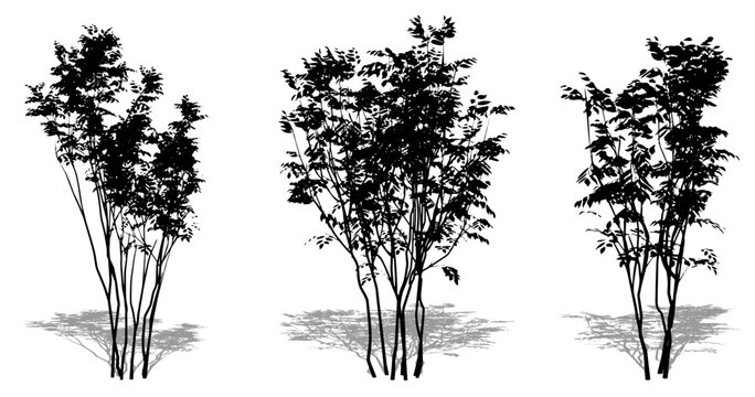 Set or collection of Japanese Sapphireberry trees as a black silhouette on white background. Concept or conceptual vector for nature, planet, ecology and conservation, strength, endurance and  beauty