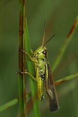 Vertical closeup on the threatened Large Marsh Grasshopper, Stethophyma grossum on a twig