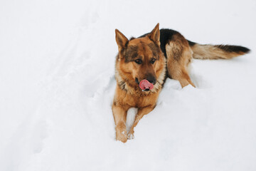 Dog German Shepherd in winter field forest, running playing with snow, training the animal in harsh conditions, wind blowing. Christmas Time, New Year

