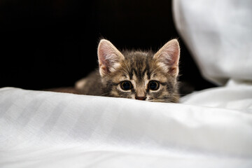 A small tabby kitten lies in a white fabric with folds.