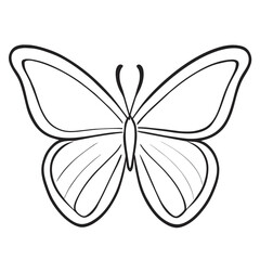 butterfly on white background