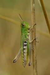 Colorful vertical closeup on the Common European meadow grasshopper Chorthippus parallelus