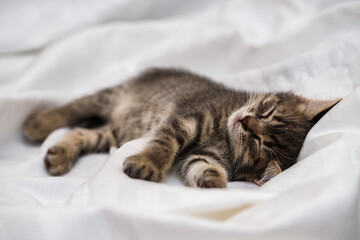 a small tabby kitten lies in a white fabric with folds and sleeps. pet rest.