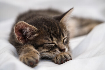 a small tabby kitten lies in a white fabric with folds and sleeps. pet rest.