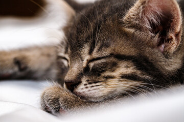 a small tabby kitten lies in a white fabric with folds and sleeps. pet rest.