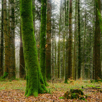 Alsace forest ,France,Hohwald .A beautiful green deep forest with light rays. Early morning in the forest.