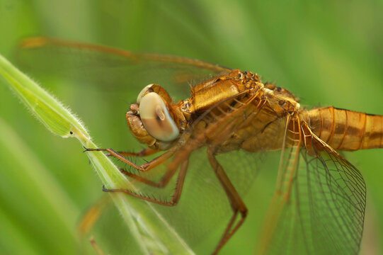 Closeup on a immature colored Scarlet dragonfly, Crocothemis erythraea , hiding in the green grass