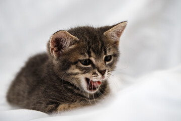 a small tabby kitten sits with an open mouth, meows and yawns. pet rest.