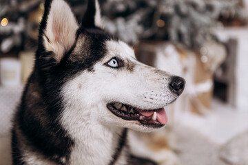 Purebred black and white siberian husky lying on the ground, Christmas Tree New Year decorations toys balls decorated interior holiday vacation atmosphere gifts presents garlands