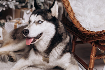 Purebred black and white siberian husky sitting on the carpet, Christmas Tree New Year decorations toys balls decorated interior holiday vacation atmosphere gifts presents garlands

