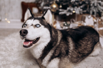 Purebred black and white siberian husky sitting on the carpet, Christmas Tree New Year decorations toys balls decorated interior holiday vacation atmosphere gifts presents garlands
