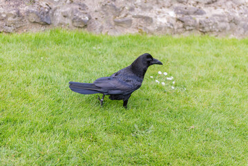 Legendary raven of the Tower of London, England, UK