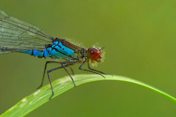 Closeup on the colorful red-eyed damselfly, Erythromma najas sitting on a grass blade