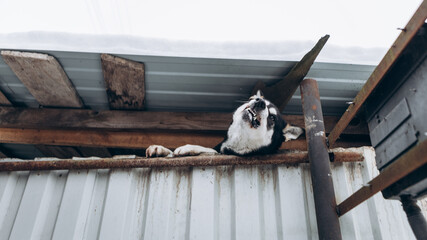 Agressive dog barks attacks want to bite a person, scared animal. Attention. warning, beware of dog in front of a gated home. Security, protection from visitiors burglars