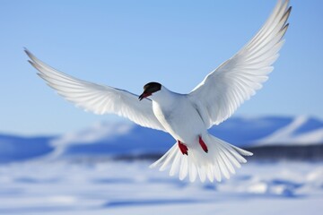 an arctic tern soaring above snowy tundra
