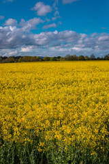 A field full of rapeseed flowers. Beautiful landscape with white clouds on a blue sky during spring season. Brassica napus plant cultivated on the British field in a sunny day