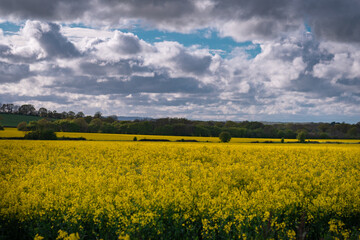 Obraz premium A field full of rapeseed flowers. Beautiful landscape with white clouds on a blue sky during spring season. Brassica napus plant cultivated on the British field in a sunny day