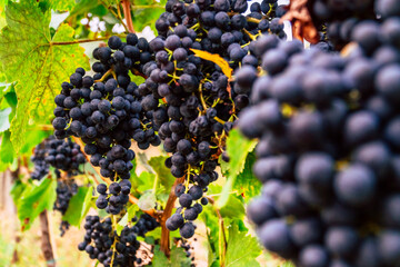 Beautiful ripe grape bunch on a grapevine