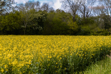 Obraz premium A field full of rapeseed flowers. Beautiful landscape with white clouds on a blue sky during spring season. Brassica napus plant cultivated on the British field in a sunny day