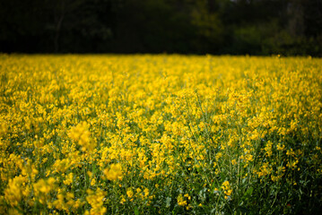 Obraz premium A field full of rapeseed flowers. Beautiful landscape with white clouds on a blue sky during spring season. Brassica napus plant cultivated on the British field in a sunny day