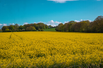 A field full of rapeseed flowers. Beautiful landscape with white clouds on a blue sky during spring season. Brassica napus plant cultivated on the British field in a sunny day