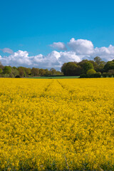 Obraz premium A field full of rapeseed flowers. Beautiful landscape with white clouds on a blue sky during spring season. Brassica napus plant cultivated on the British field in a sunny day