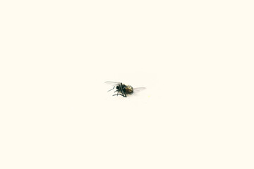killed fly isolated on the white background