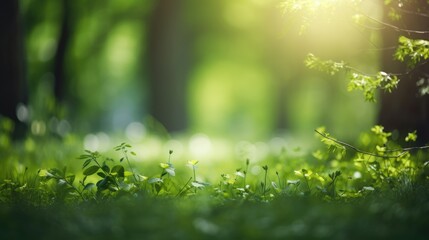 Fototapeta na wymiar Summer Beautiful spring perfect natural landscape background, Defocused green trees in forest with wild grass and sun beams, Generative AI