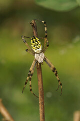 Vertical closeup on a male wasp-mimicking European striped iger spider Argiope bruennichi on a twig